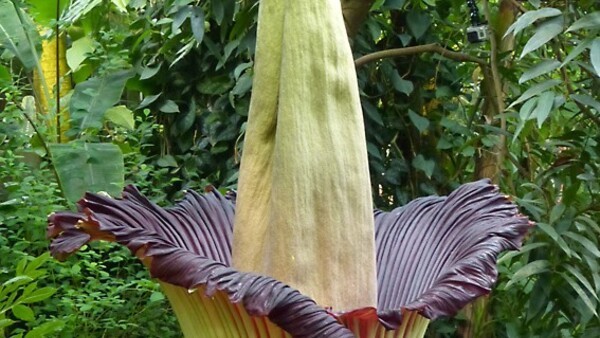 Okologisch Botanischer Garten Macht Wieder Fuhrungen Radio Mainwelle